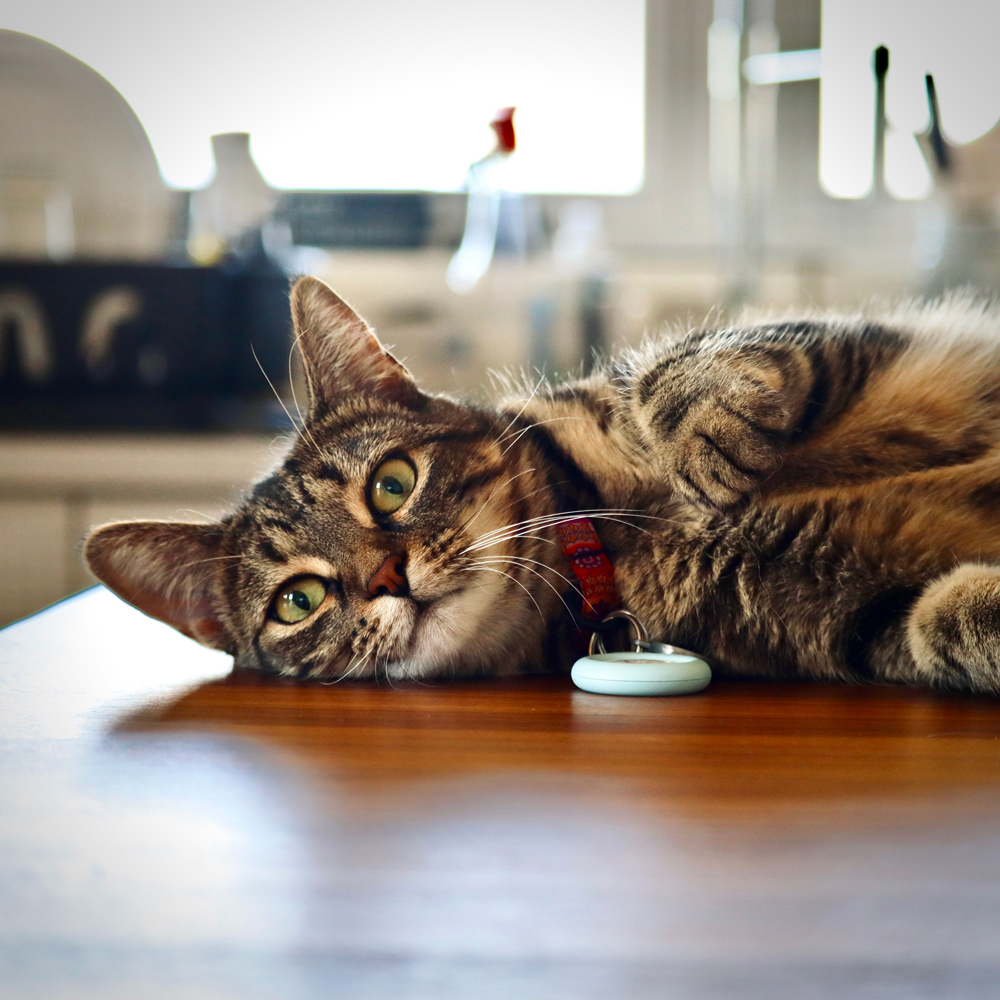 Les GPS pour chiens et chats